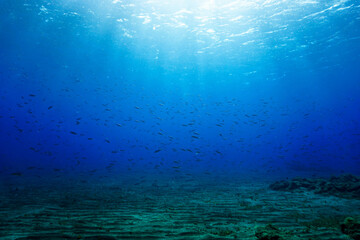 Fototapeta na wymiar Underwater photo of small fish in sunlight. 