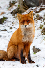 Naklejka na ściany i meble Wild fox of Polar Circle on a forest path, North Europe, Kola Peninsula