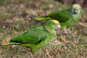 Gelbkopfamazone (Amazona oratrix)