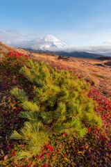 Tolbachik. It is a volcanic complex on the Kamchatka Peninsula in the far east of Russia. Early autumn colours slopes on mountain range in bright yellow.