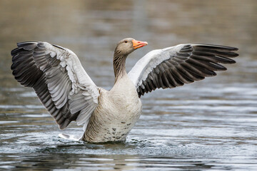 Graugans (Anser anser)