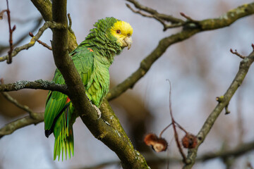 Gelbkopfamazone (Amazona oratrix)
