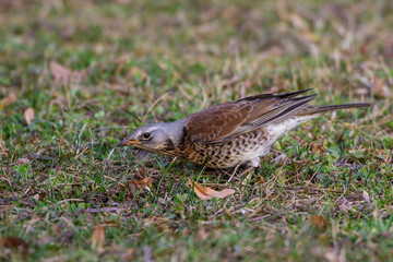 Fototapeta premium Wacholderdrossel (Turdus pilaris)