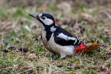 Buntspecht (Dendrocopos major) Männchen
