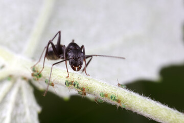 Ants on wild plants, North China