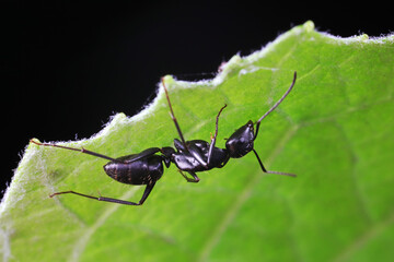 Ants on wild plants, North China