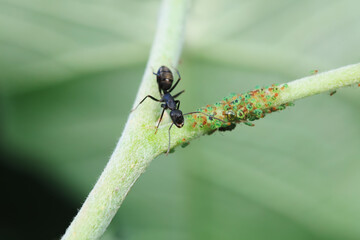 Japanese bowback ants and aphids on green plants