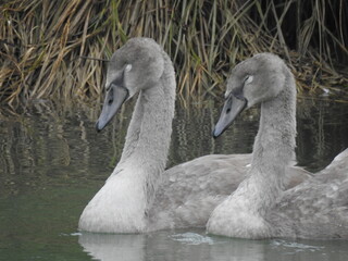Two young swans close up