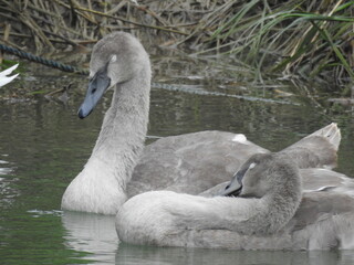 Two young swans close up