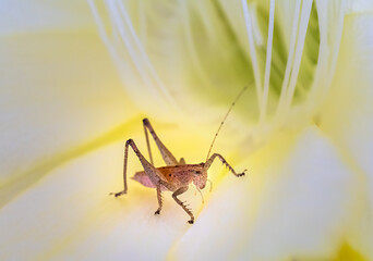 Cricket inside flower