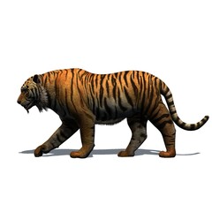 Wild animals - tiger with shadow on the floor - isolated on white background - 3D illustration