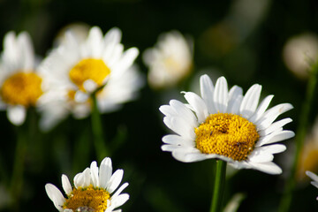 Fototapeta premium summer blooming