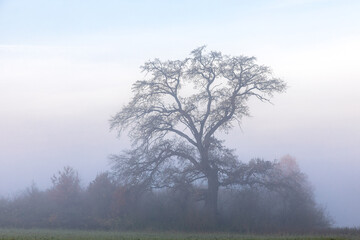 Alter Baum im Nebel an einem Morgen in Bayern