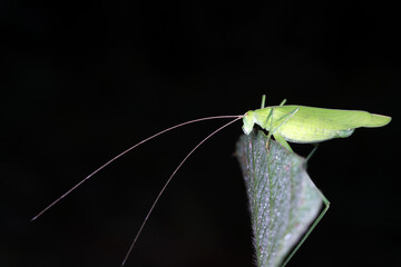 Katydids on wild plants, North China