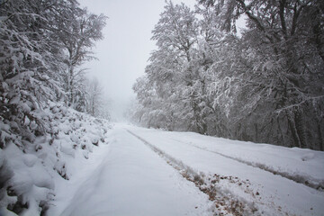 Snowy road surrounded by trees