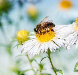 Bee collecting nectar at a white aster blossom