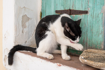 Black and white cat on street in Lefkes village on Paros island, Cyclades islands, Greece