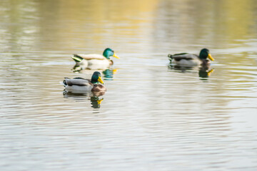 Wild ducks in their natural environment 