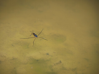 The water surface tension is visible when the water strider's feet come into contact with a natural pond.