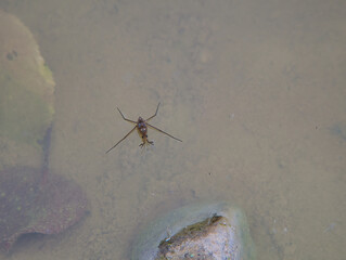 The water surface tension is visible when the water strider's feet come into contact with a natural pond.