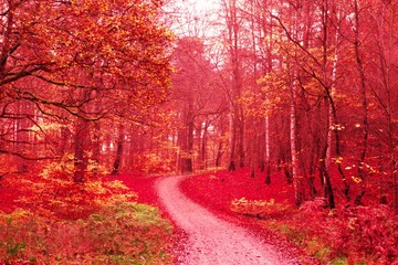 foggy morning in the forest
