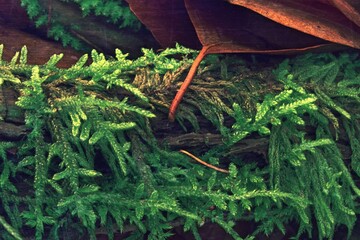 moss in the forest © Robert