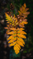 colorful leaves autumn falling leaves September October November autumn mood