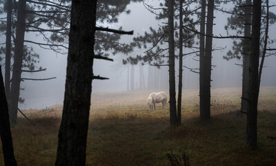 White horse grazes on a meadow in a foggy forest, beautiful mystical landscape