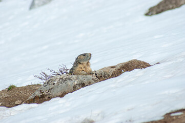 Marmotte sortant de son trou pour observer l'ennemi.