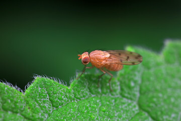 Flies on plants in the nature, North China Plain