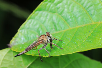 Insectivorous flies live on weeds