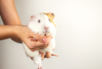 A girl holds a white Guinea pig in her hands on a white background.