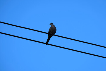 Bird sitting on electricity, blue sky background