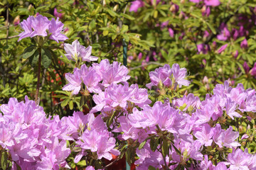Pink rhododendron in full bloom.