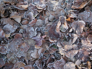 Fallen leaves with white frost, abstract natural background. Frozen foliage on the ground. First frost. Yellow fallen leaves covered with ice and hoarfrost, top view. Late autumn, freezing concept.