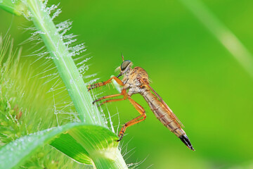 Insectivorous flies live on weeds