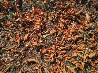The yellow and dark orange autumn foliage of chestnuts lies on the ground with grass. View from above.