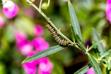 Hermosa oruga en un jardín rural