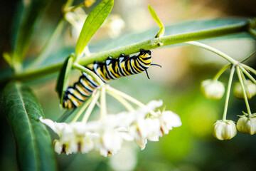 Hermosa oruga en un jardín rural