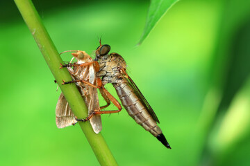 Insectivorous flies prey on weeds