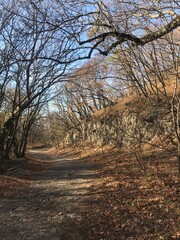 autumn in the forest