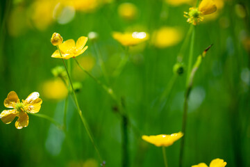 Obraz premium yellow flowers