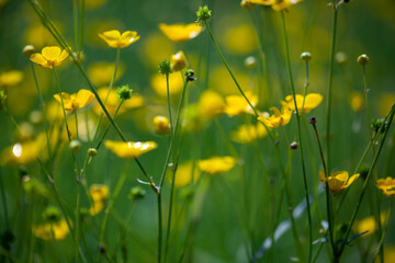 yellow flowers