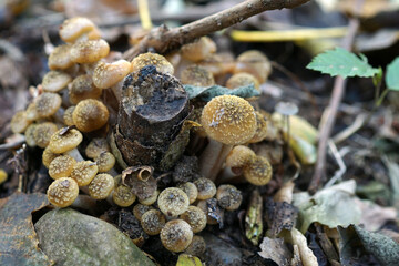 Gruppo di funghi chiodini alla base di un ceppo di albero, raccolta funghi