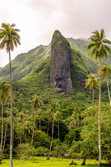 big rock mountain in tiki form with palm tree in raiatea french polynesia