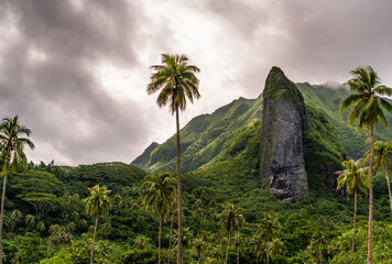 big rock mountain in tiki form with palm tree in raiatea french polynesia