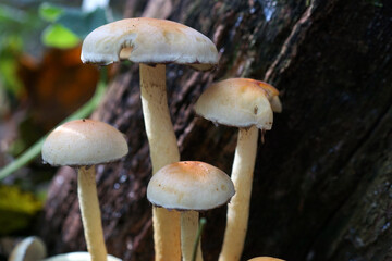 gruppo di funghi nel bosco vicino a un tronco di albero