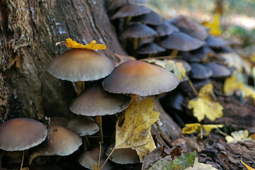 gruppo di funghi degli alberi nel parco di Monza