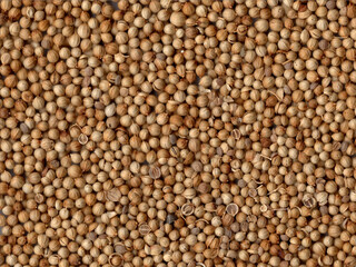 One of the spices, namely coriander grains