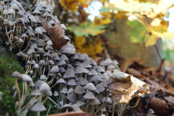 moltitudine di piccoli funghi nel bosco